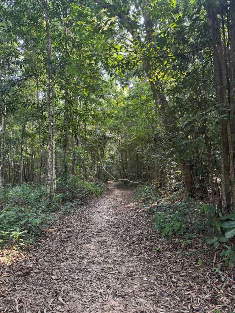 A narrow hiking trail winding through a dense, green tropical jungle covered with dry leaves in Cambodia.