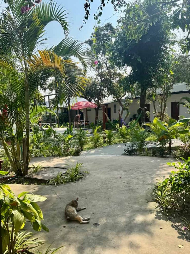 A relaxed cat resting on a sunny concrete courtyard surrounded by lush tropical plants and resort buildings.