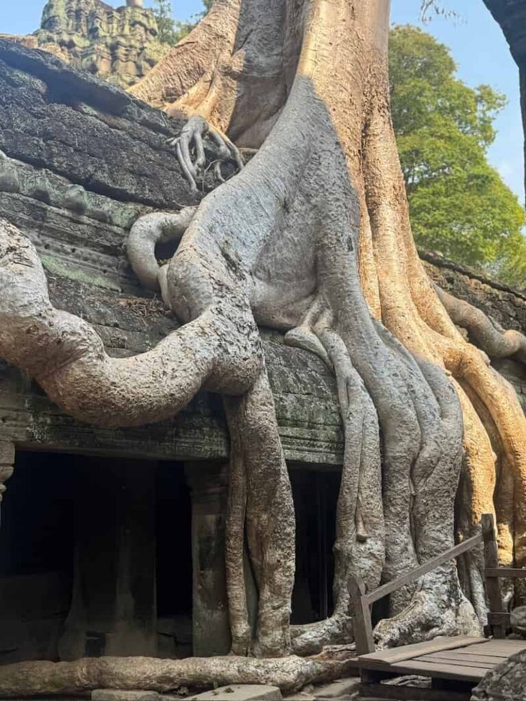 Close-up of thick tree roots gripping the stone lintel of a doorway at Ta Prohm.