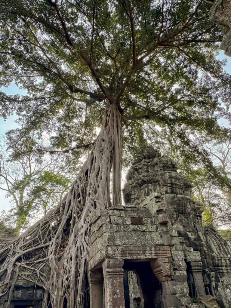 A massive banyan tree growing over and consuming a stone ruin at Ta Prohm temple.