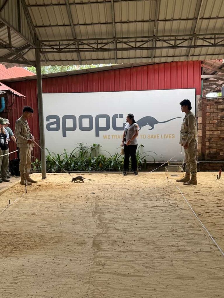A handler and a HeroRAT during a live landmine detection demonstration at the APOPO Visitor Center in Siem Reap.