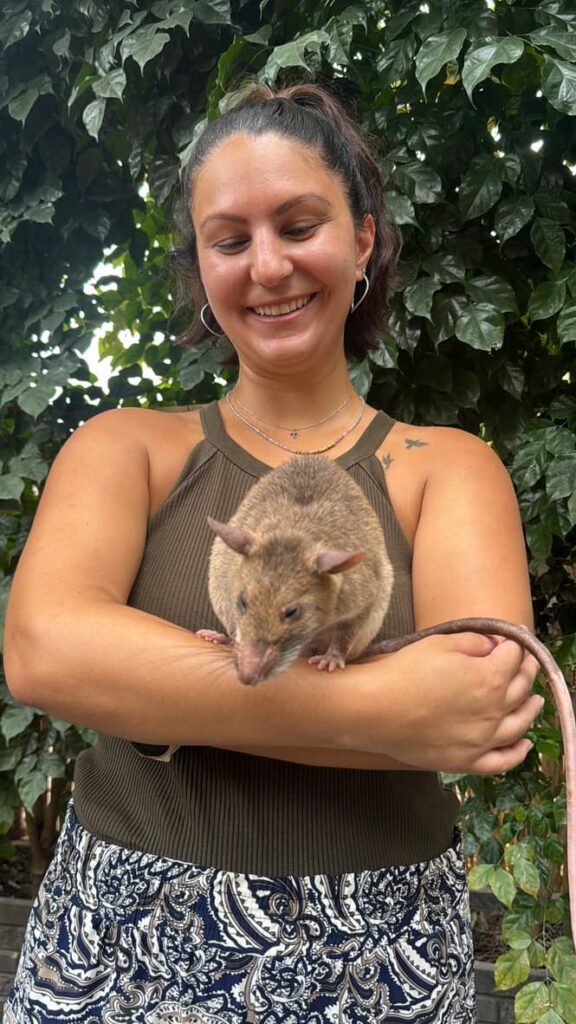A smiling visitor holding an APOPO HeroRAT during a tour at the visitor center in Siem Reap, Cambodia.