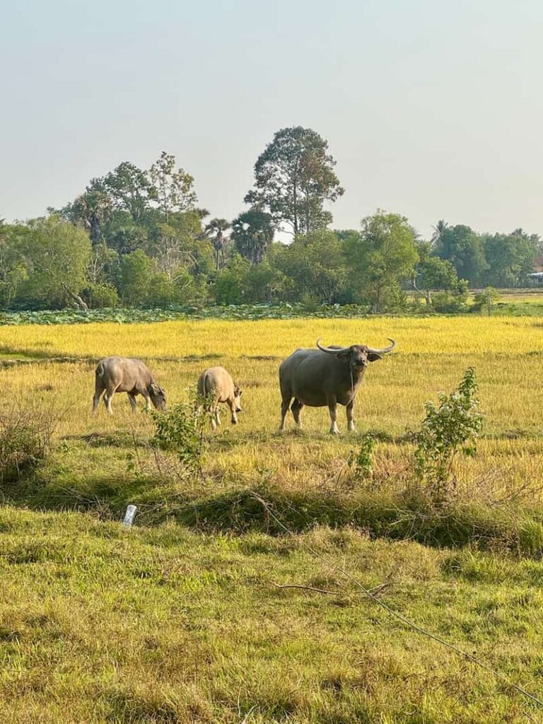 Water buffaloes grazing in a rural field with palm trees during a countryside trip outside Siem Reap.