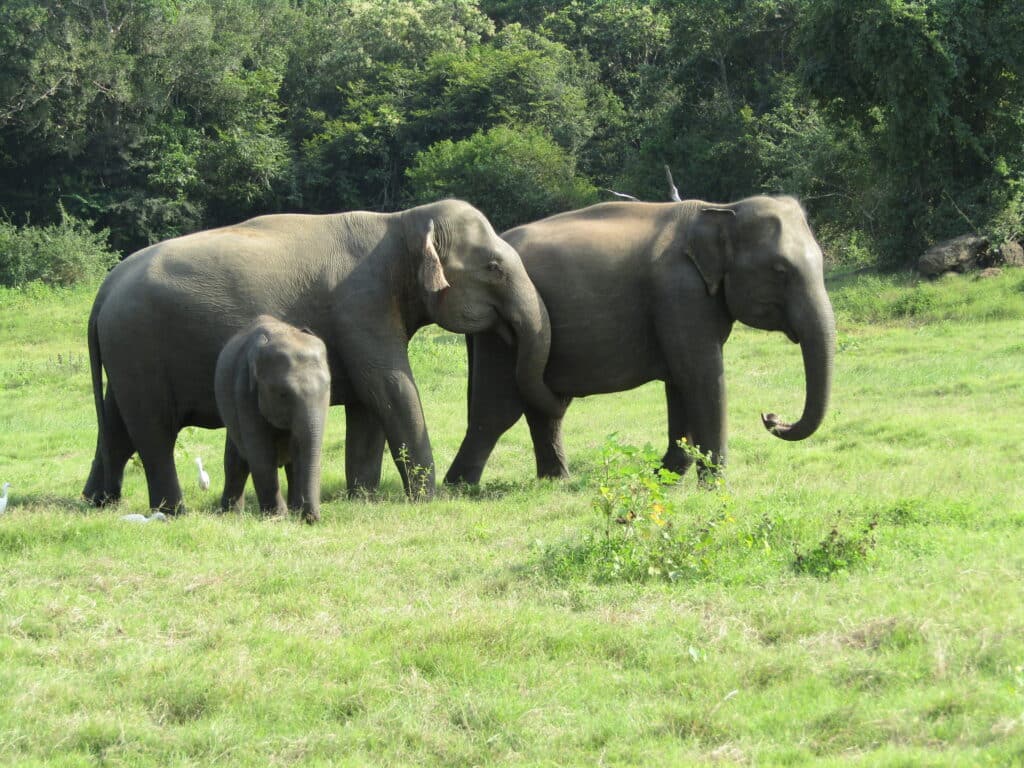 Majestic elephants roaming free in a natural wildlife habitat, illustrating ethical, observation-only tourism.