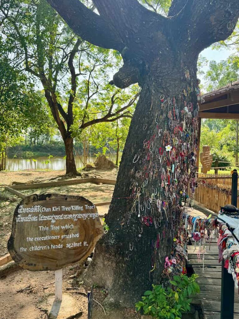 A Chankiri Tree at the Choeung Ek Killing Fields, its trunk covered in memorial bracelets and a sign detailing its tragic history.