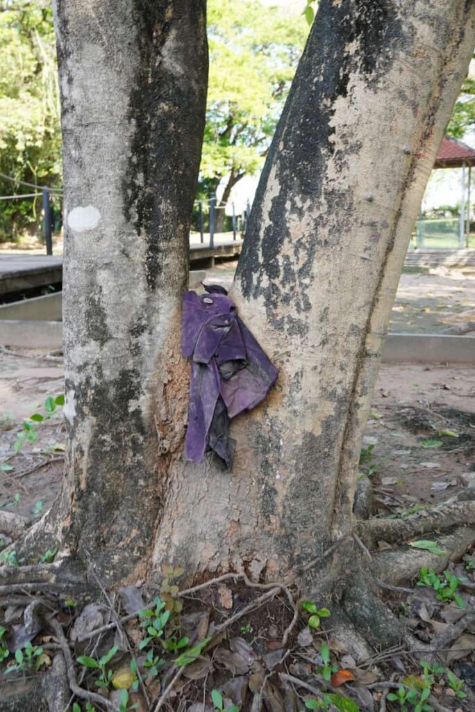 Close-up of old fabric and clothing fragments embedded in the ground or tree trunk at the Killing Fields memorial site.